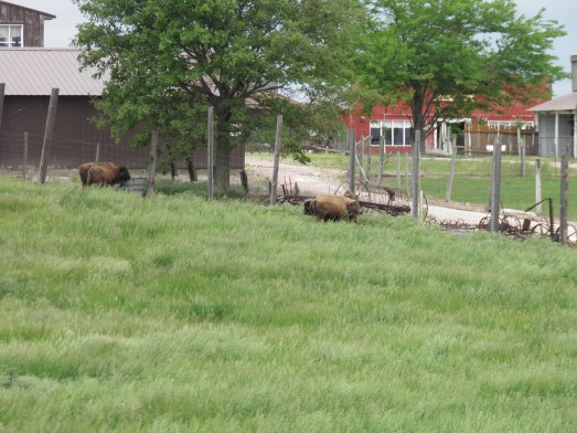 The buffalo pasture adjacent to the store.