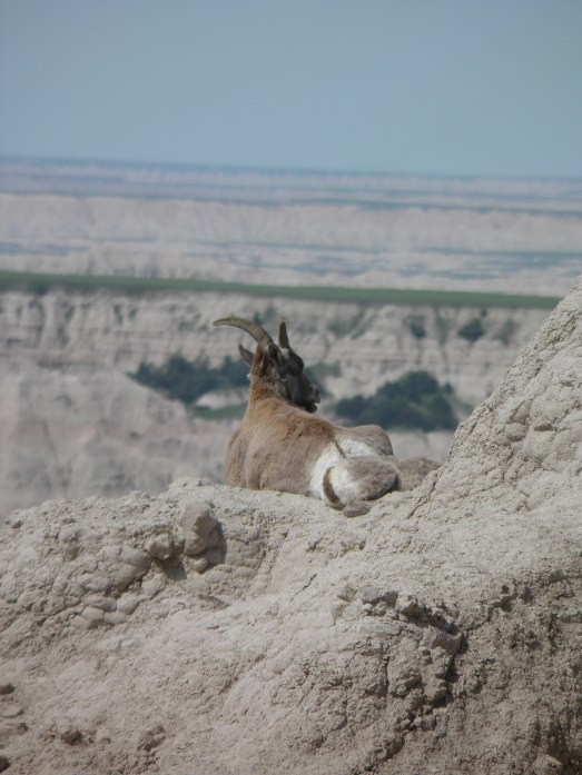 A goat high up on one of the canyons