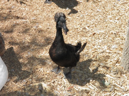 This duck looked just like Elvis! Look at that hairdo!